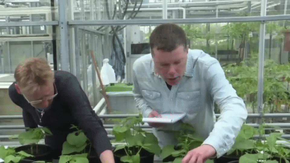 4 alimentos que han crecido en suelo similar al de&nbsp;Marte