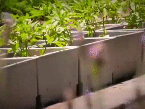 Mega Huerto en el Zócalo de la&nbsp;CDMX