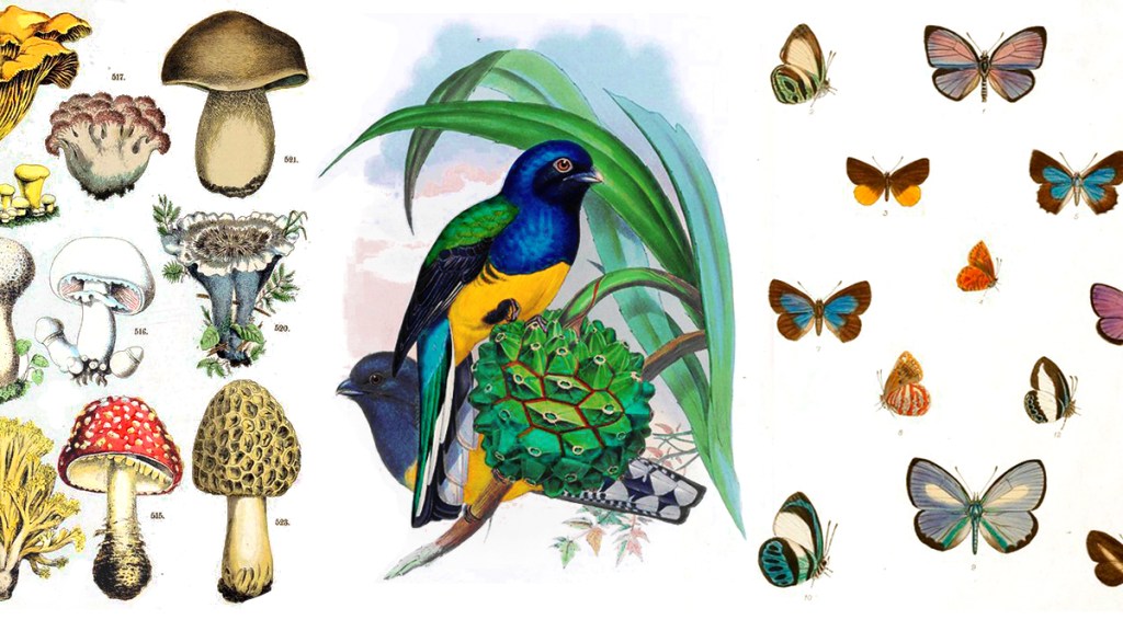 Más de 150,000 ilustraciones gratuitas de hongos, plantas y&nbsp;animales