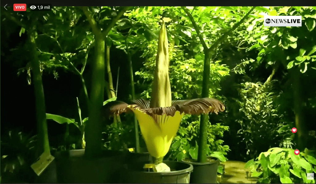 EN VIVO: Florece la flor más grande del&nbsp;mundo