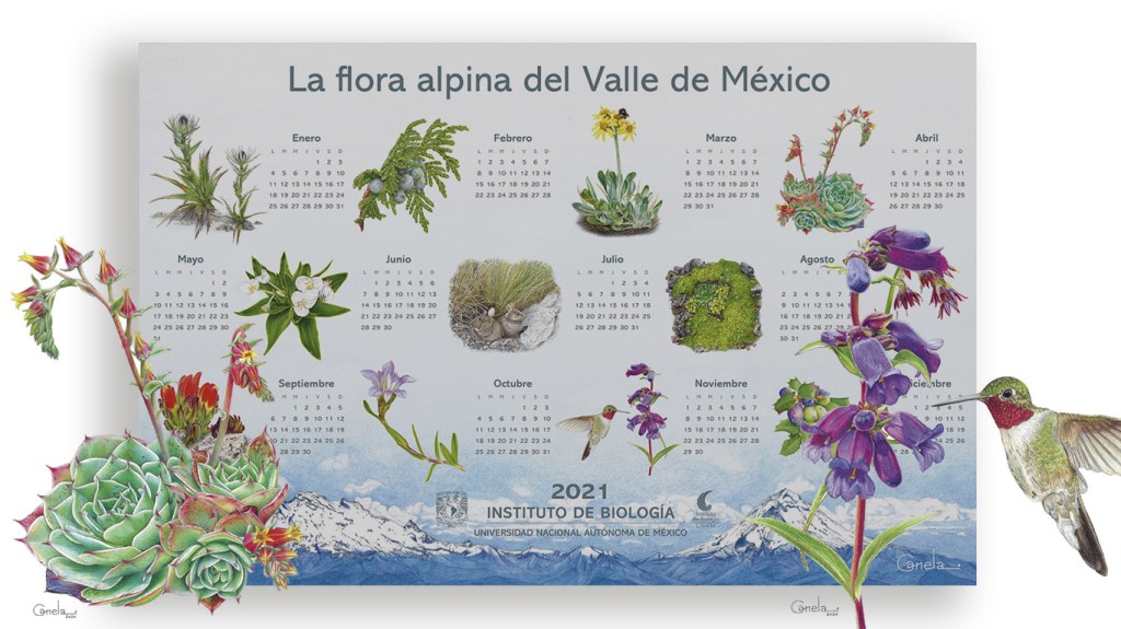 #DescargaGratis Calendario 2021 ‘Flora alpina Del Valle de&nbsp;México’