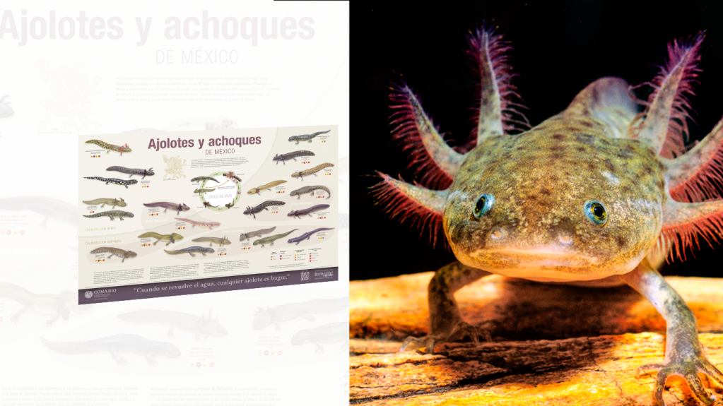 Publica CONABIO Cartel de Axolotes de México&nbsp;🇲🇽❤️