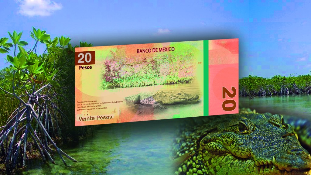 Nuevo billete de 20 Pesos: Cocodrilo mexicano y mangle&nbsp;rojo