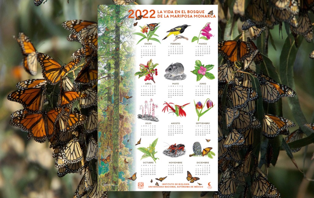 Descarga el nuevo Calendario 2022 de la Mariposa Monarca del&nbsp;IB-UNAM