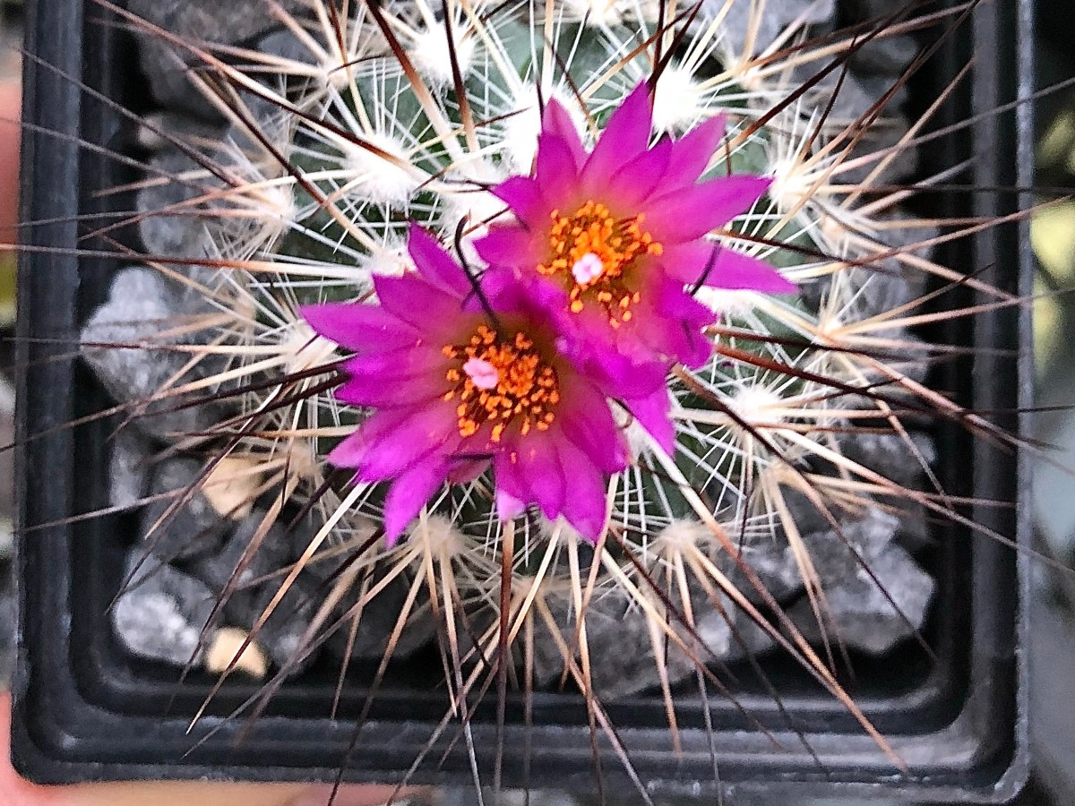 Finaliza proyecto de Adopción de Plantas en el Jardín Botánico del&nbsp;IB-UNAM