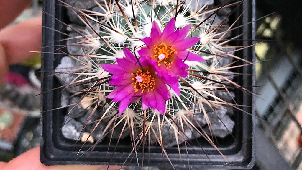 Finaliza proyecto de Adopción de Plantas en el Jardín Botánico del&nbsp;IB-UNAM