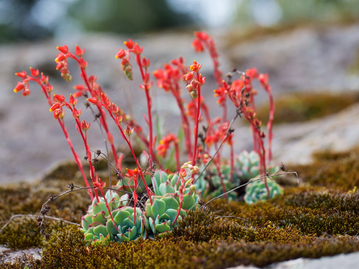 Potencial y rescate de las suculentas&nbsp;mexicanas