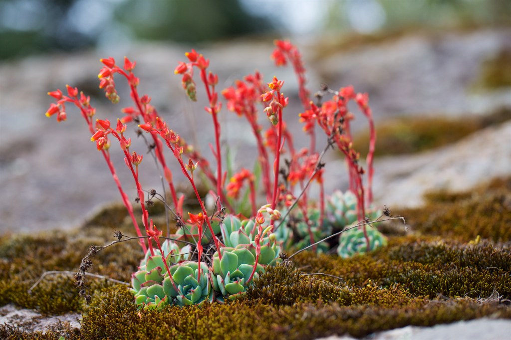 Potencial y rescate de las suculentas&nbsp;mexicanas